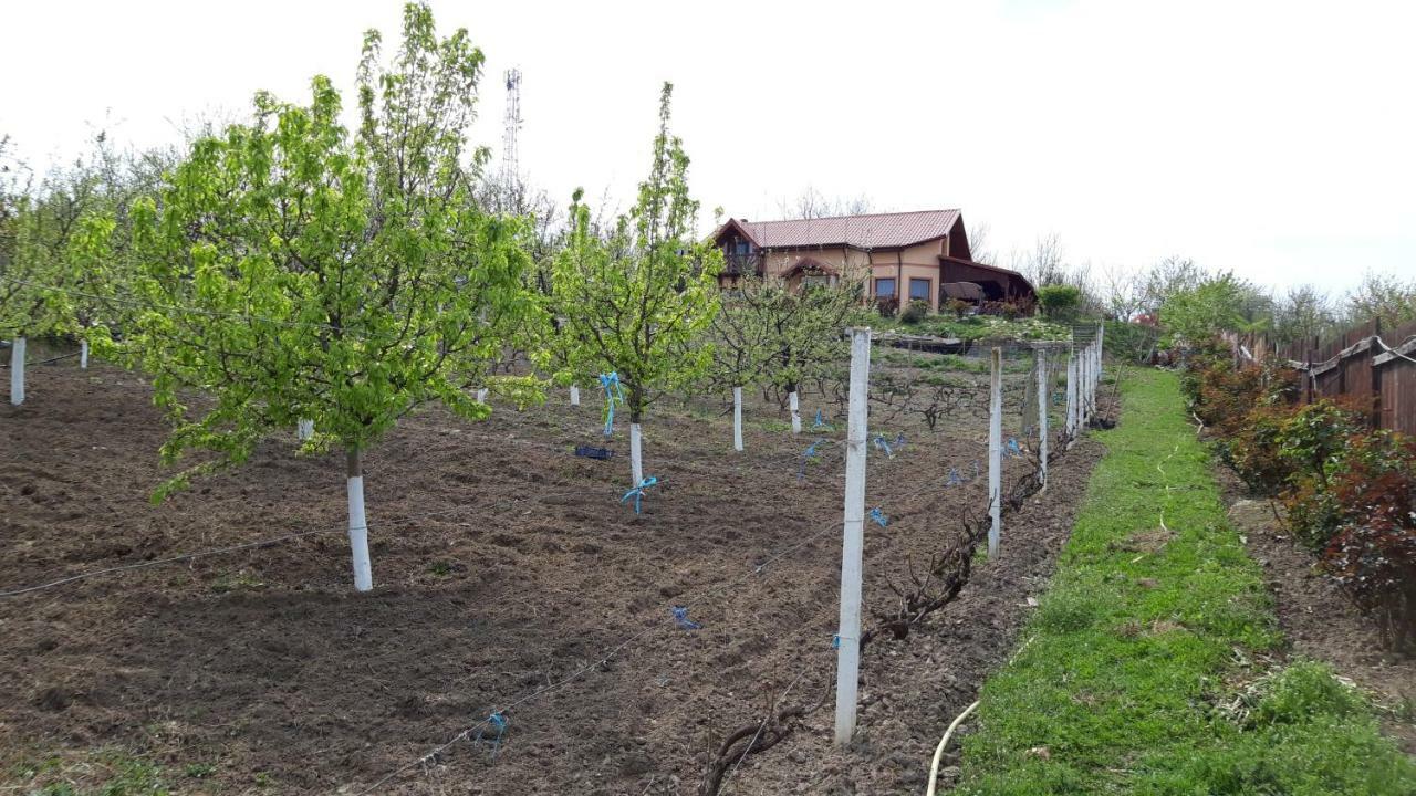 Casa Lac De Verde Băltenii de Sus Dış mekan fotoğraf